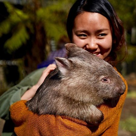Fauna Australia Wildlife Retreat Lavers Hill Kültér fotó