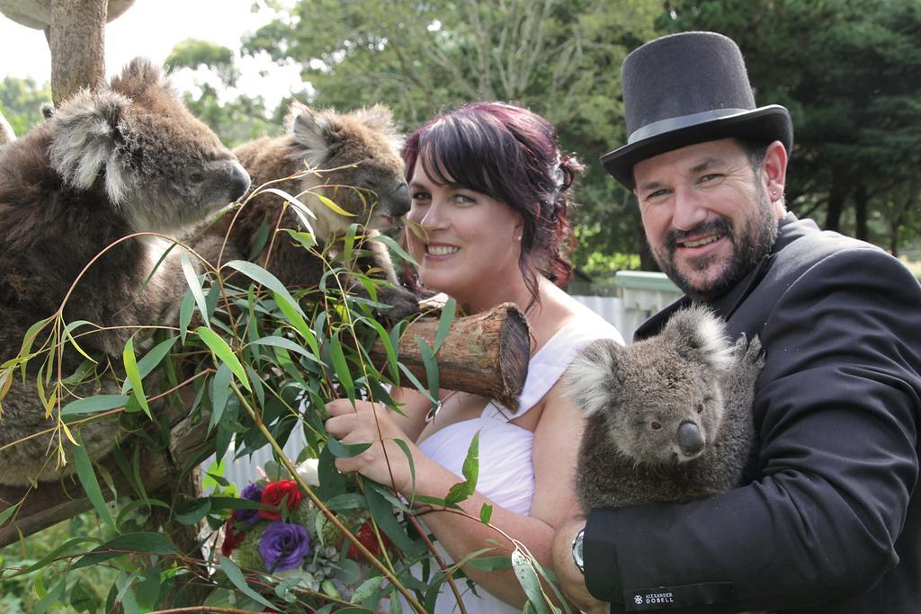 Fauna Australia Wildlife Retreat Lavers Hill Kültér fotó