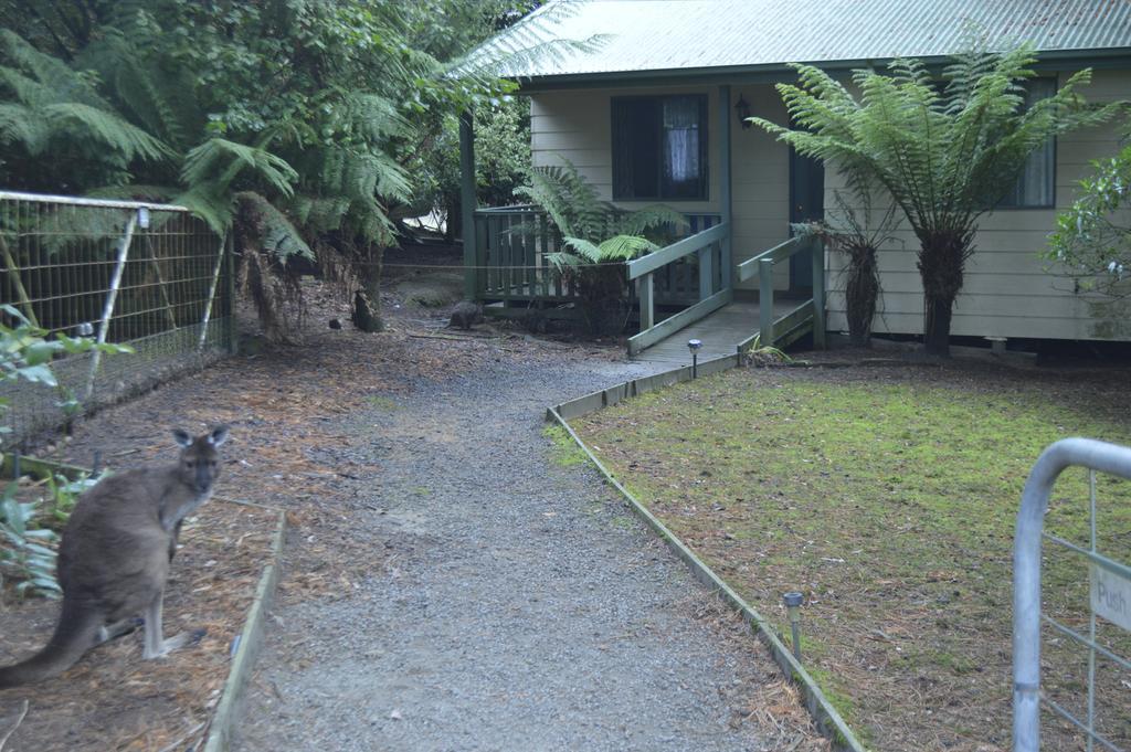 Fauna Australia Wildlife Retreat Lavers Hill Kültér fotó