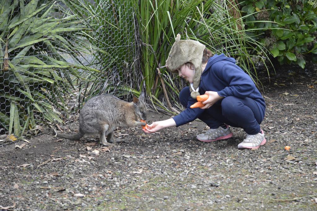 Fauna Australia Wildlife Retreat Lavers Hill Kültér fotó