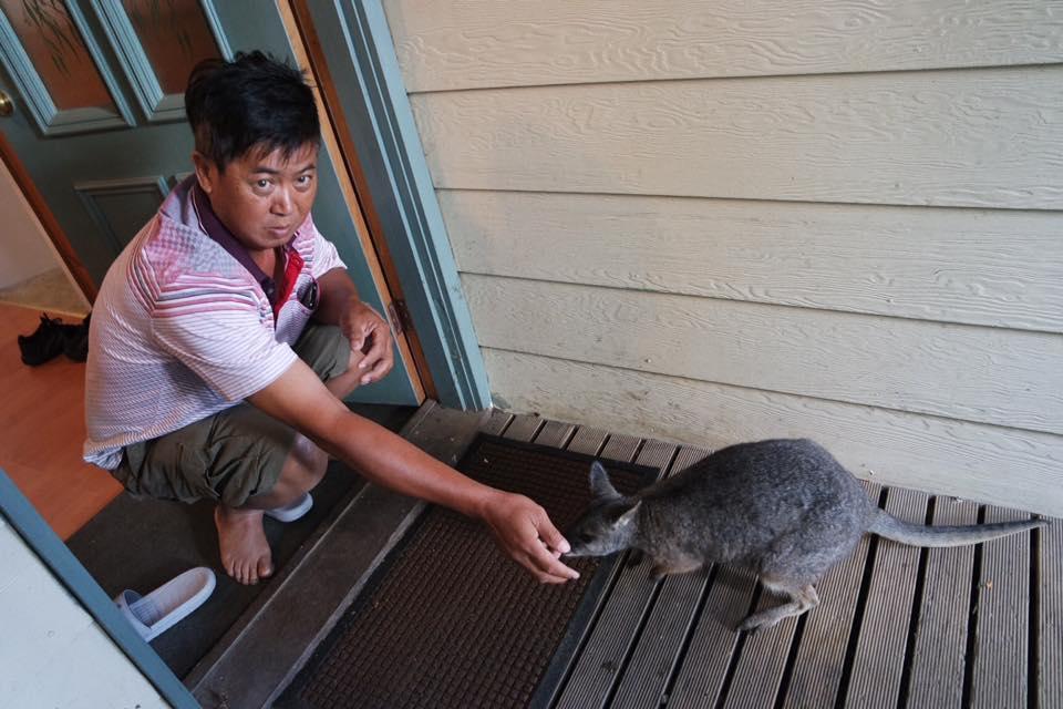 Fauna Australia Wildlife Retreat Lavers Hill Kültér fotó