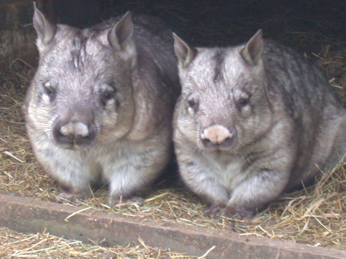 Fauna Australia Wildlife Retreat Lavers Hill Kültér fotó