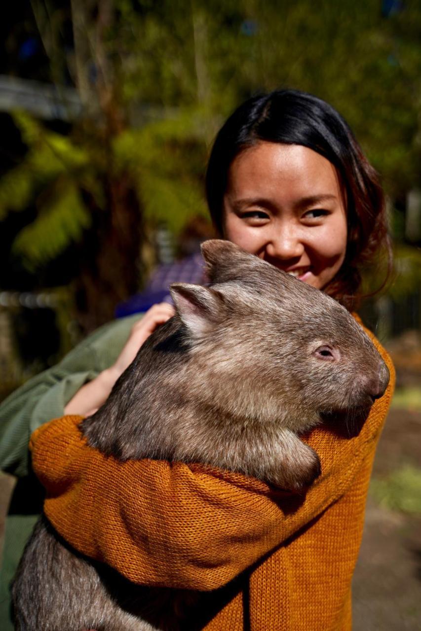 Fauna Australia Wildlife Retreat Lavers Hill Kültér fotó
