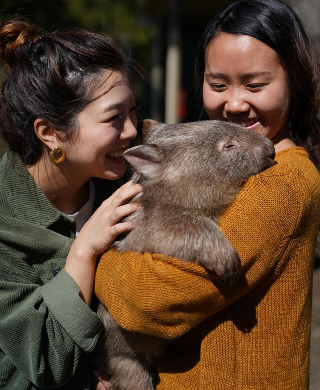 Fauna Australia Wildlife Retreat Lavers Hill Kültér fotó