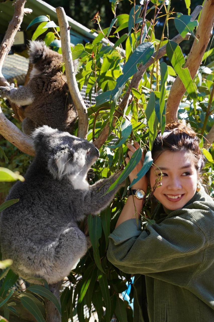 Fauna Australia Wildlife Retreat Lavers Hill Kültér fotó
